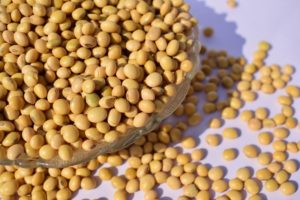 Organic Soybeans Seeds